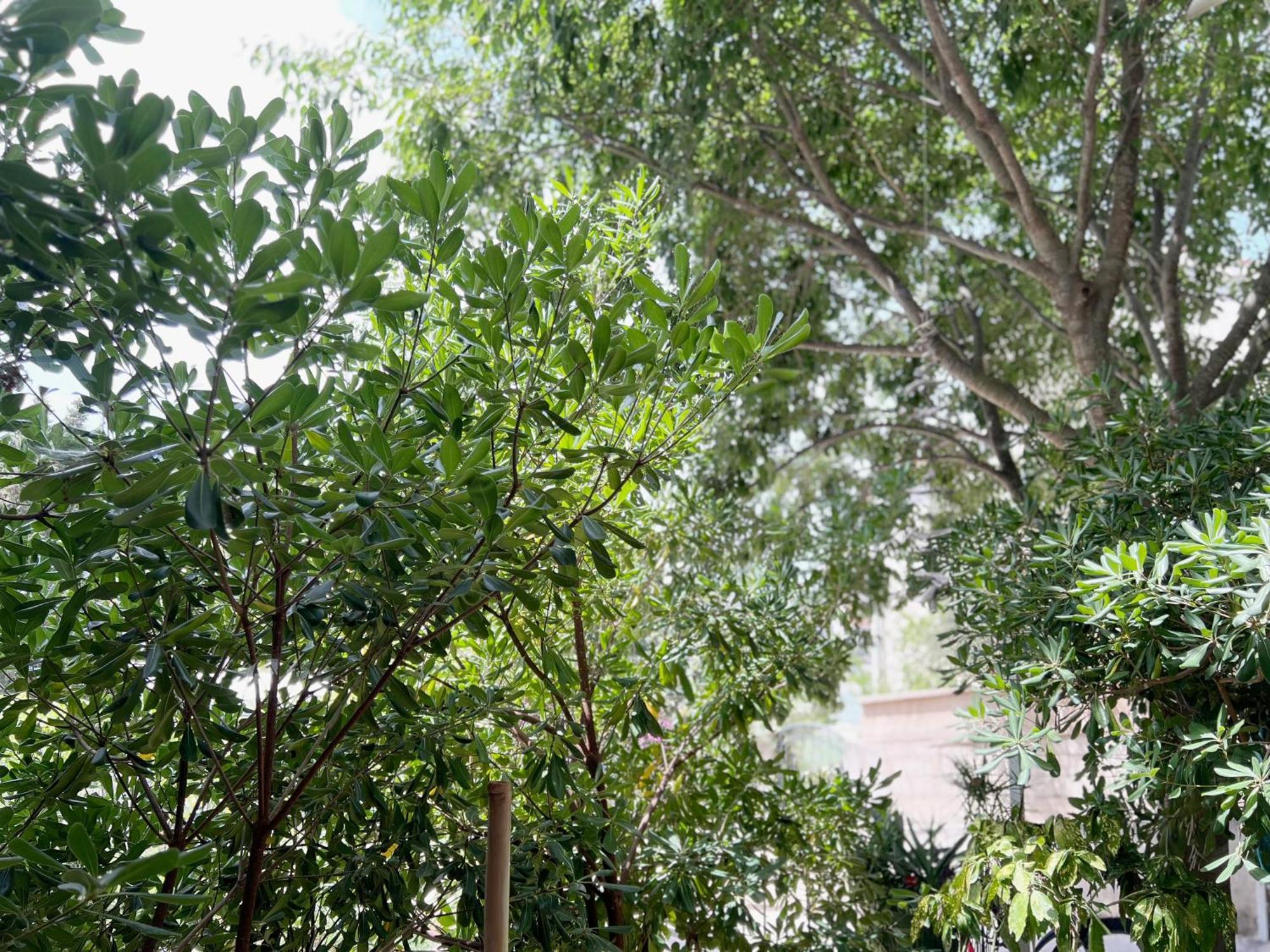 Room Tai - Spacious And Comfy With Private Terrace Hvar Town Bagian luar foto